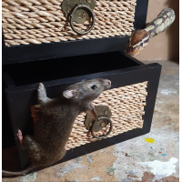 Rariteiten Kabinet stilleven 